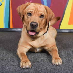 Fundraising Page: Alison Divish